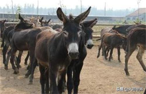 养殖业什么最赚钱农村风险小,2023年养殖业什么最赚钱农村