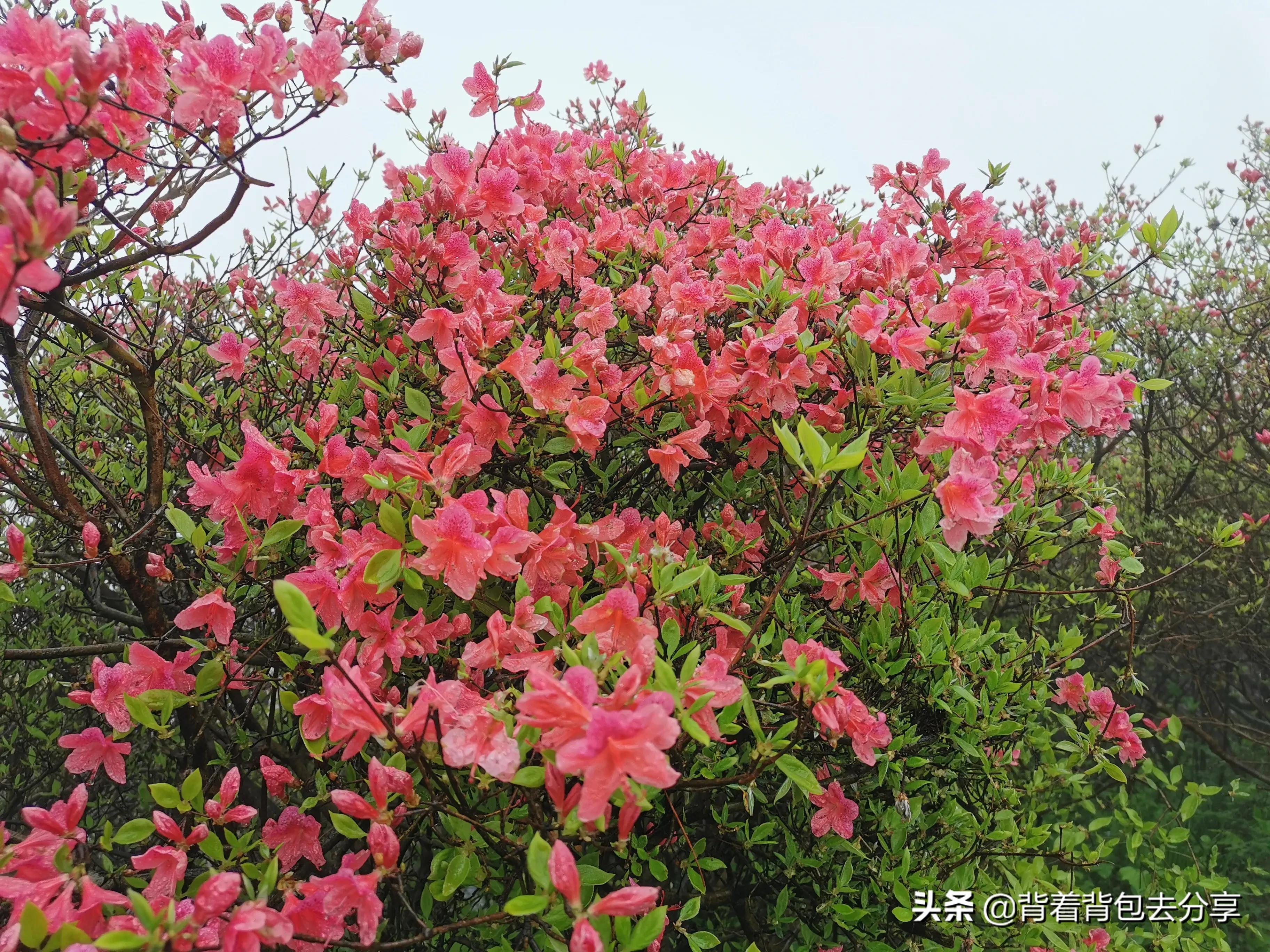 麻城看杜鹃花攻略,去麻城看杜鹃攻略