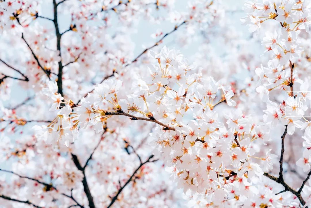 湖北经济学院为什么叫藏龙岛,湖北经济学院在江夏藏龙岛吗