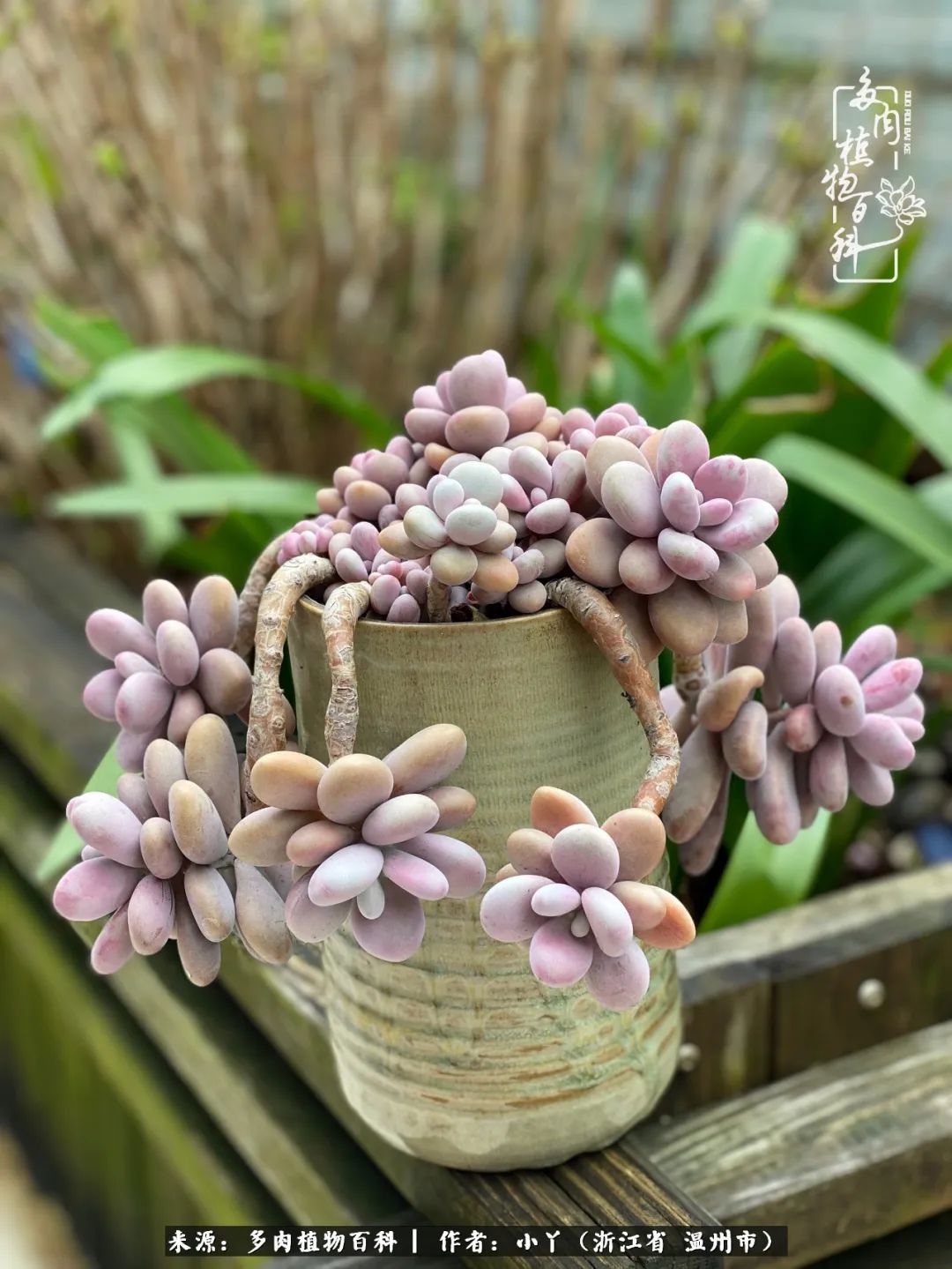 祖上无院家里无矿,一腔浪漫情怀付诸楼顶造花