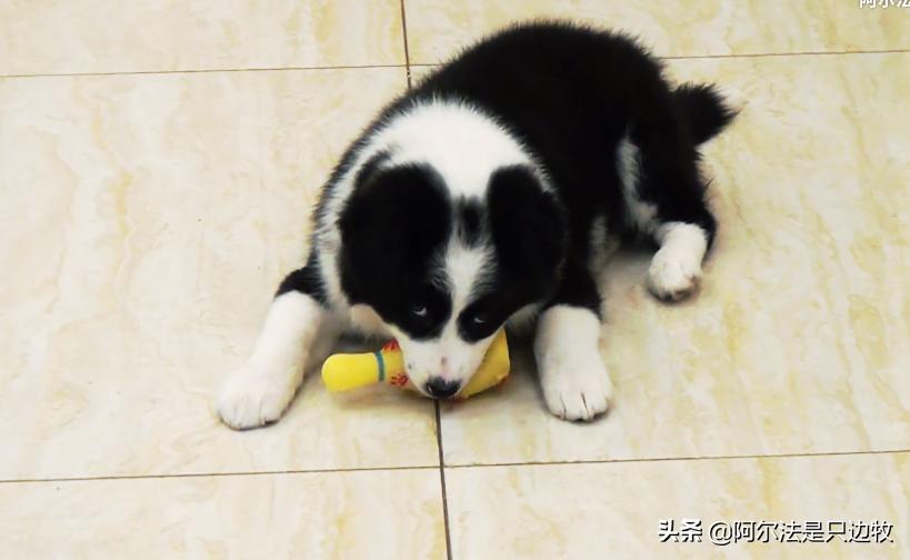 你曾经被狗报复过吗,你曾经被狗追发生过什么