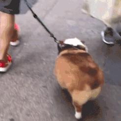 爆笑练八块腹肌,爆笑腹肌系列