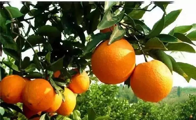 一只果，一座城！品尝龙安柚，爱上金广安