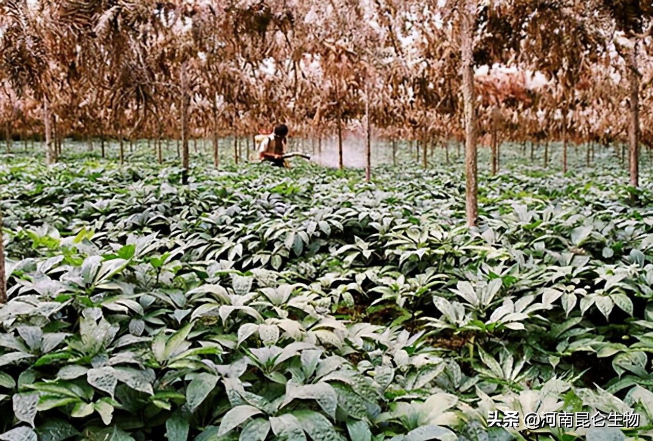 三七死苗烂根怎么治?三七重茬根腐用什么药好?三七黄叶病的防治