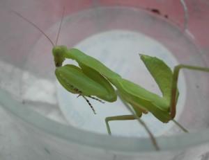 辟谣螳螂吃瘊子,螳螂为什么吃掉配偶真相是什么