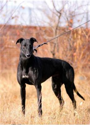 格力犬猎犬打猎视频,格力犬古老