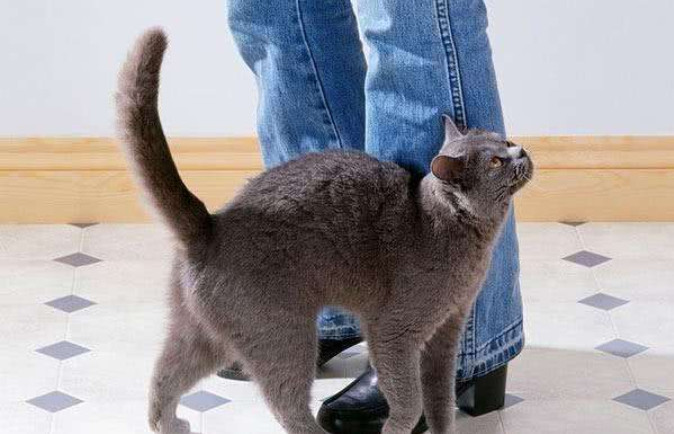 辟谣，猫咪蹭人并非仅为撒娇，另有四点身体不适情况需铲屎官深思