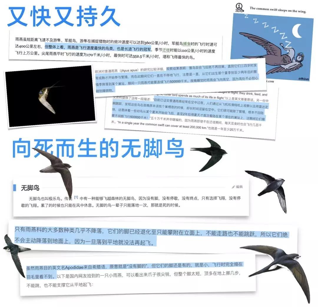 阿里动物王国再添成员,钉钉以燕子为形象,打造“钉三多”品牌IP