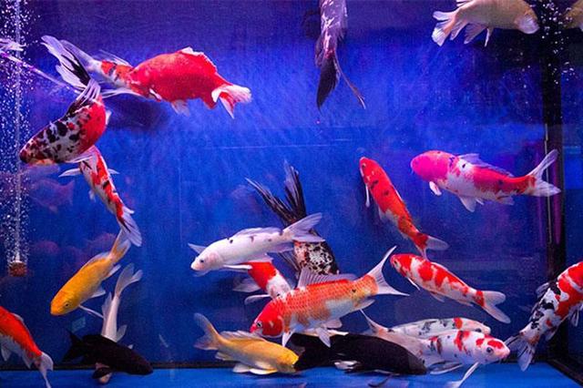 鱼缸水质发黄用什么滤材,鱼缸活性炭洗了几遍还是黑色的水