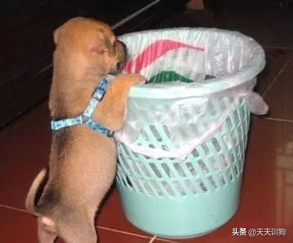 狗翻垃圾桶怎么办,怎么让狗不再翻垃圾桶