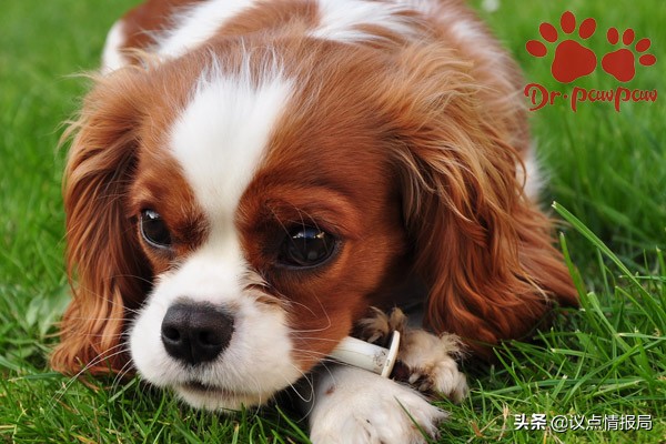 普安特:狗狗身体有臭味的原因一定要看