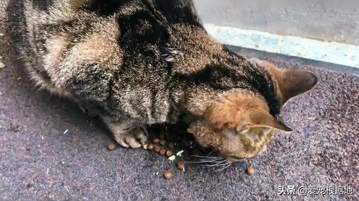 同伴被困空房子,流浪猫向人类求助,获救后它竟主动让出食物
