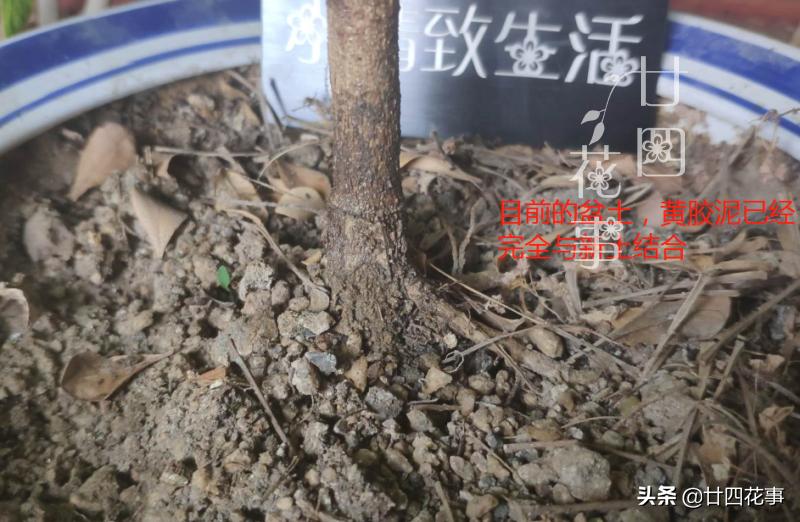 养了十来年的米兰花,养了十年的米兰枝繁叶茂