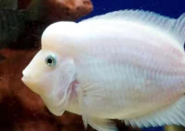 流浪猫被收养喂熏鱼,流浪猫狗被领养前后