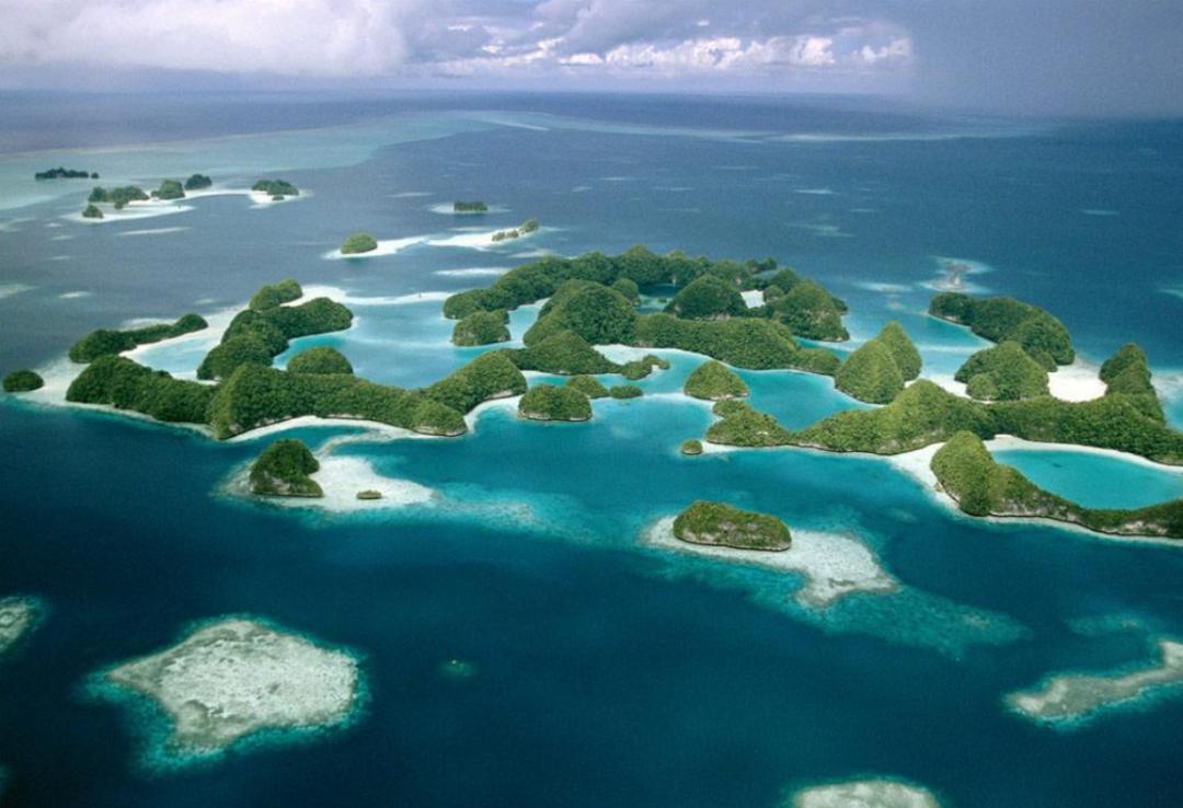 西沙东岛野牛群是从哪里来的,西沙东岛有多少野牛