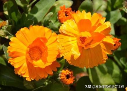 护肤品功效介绍的短视频,护肤品所有的功效成分表大全