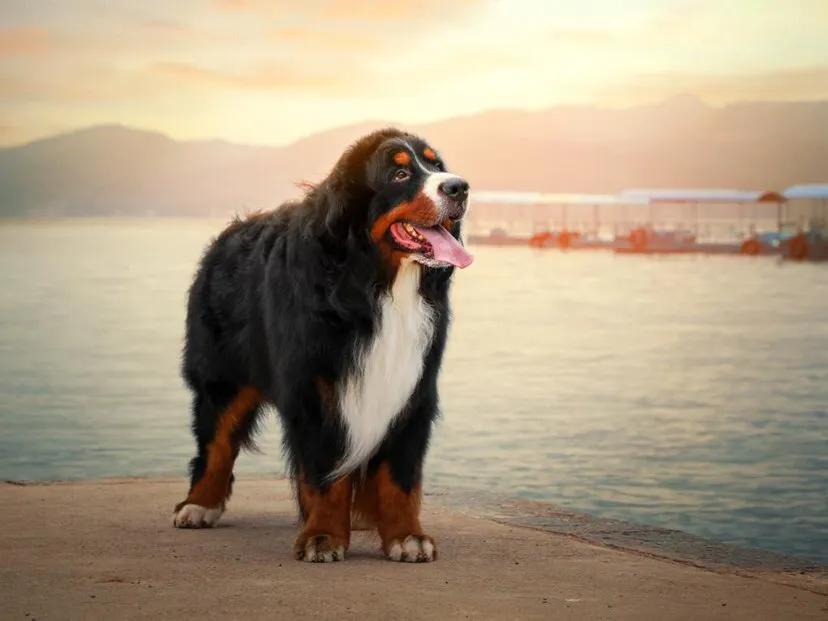 世界各国大型猛犬排名,世界各国猛犬排名