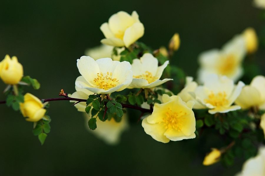 狼和羊的成语有哪些,羊和狼成语有哪些