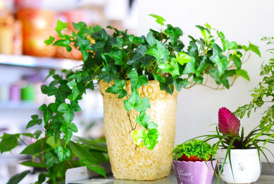 常春藤用什么样的盆好看,常春藤用深盆还是浅盆好