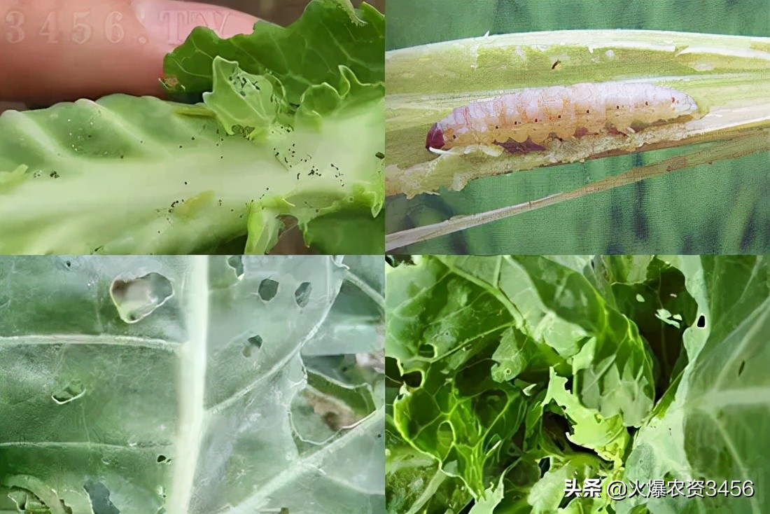 吊丝虫防治用什么药,吊丝虫特效药