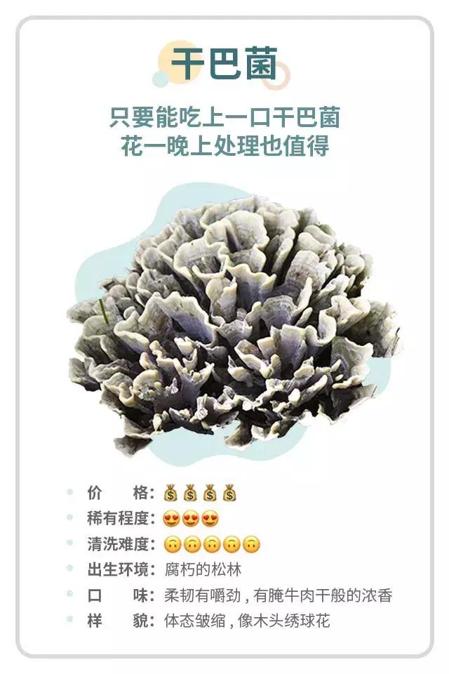 无毒野生菌图鉴大全,见手青野生菌可以吃的种类