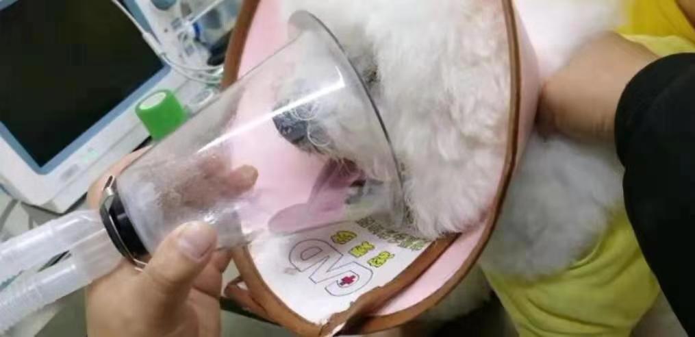 拜耳宠物杀虫,拜耳杀虫对宠物有害吗