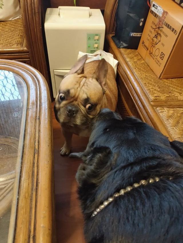 罗威纳犬碰见土狗,罗威纳犬遇见农村土狗