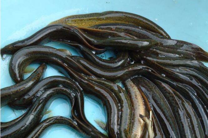 稻田养泥鳅水稻怎么收,一亩水稻田可套养多少斤泥鳅