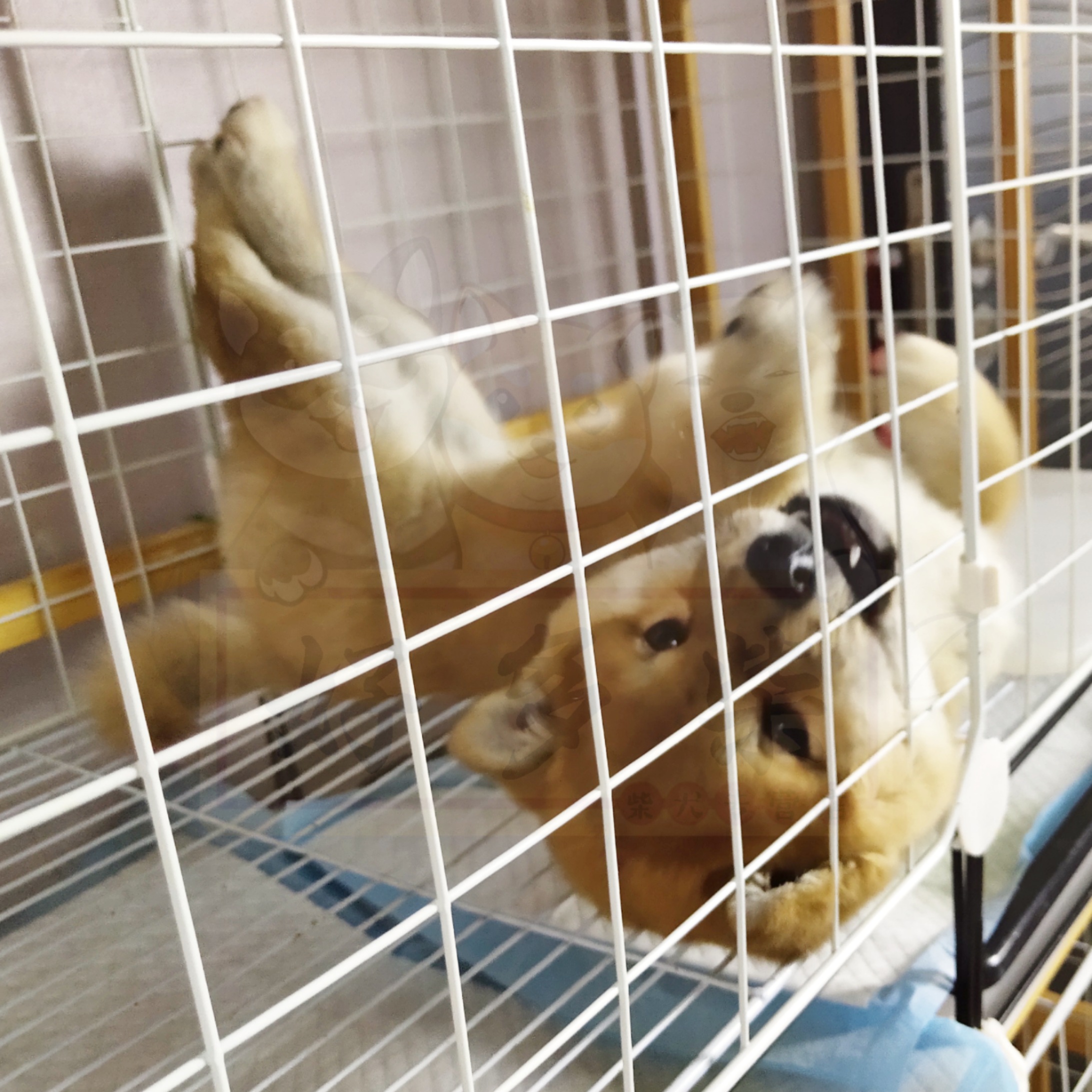 如何判断柴犬犬舍正规,犬舍柴犬靠谱吗