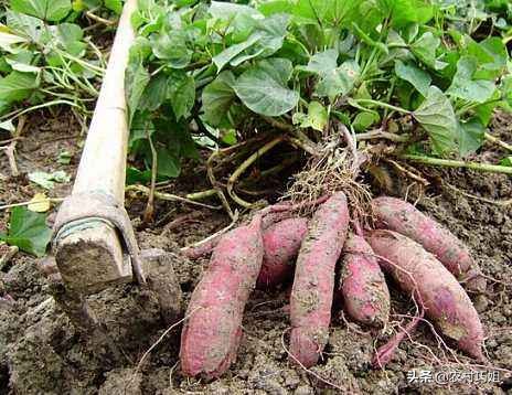 红薯水培叶子发黄怎么办,红薯过水后变黑咋回事