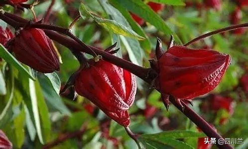 女人喝玫瑰花茶有什么好处啊,女性喝玫瑰花茶怎么泡比较好