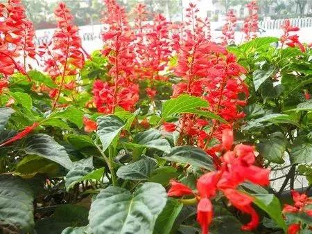 身边常见花卉识别,身边常见的树有哪些