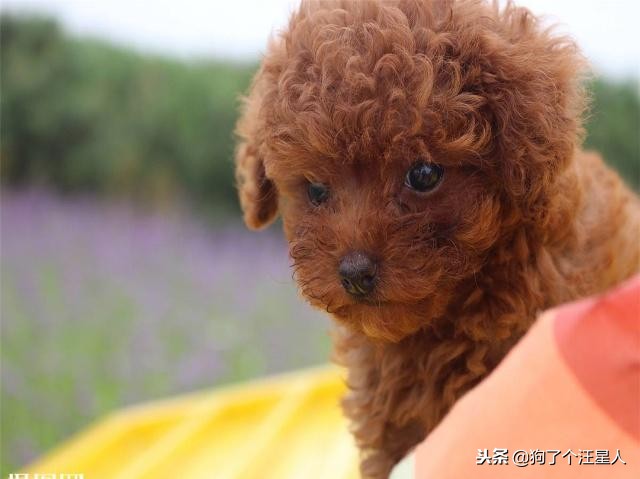 为什么泰迪狗容易丢,泰迪狗狗为什么要断尾呢