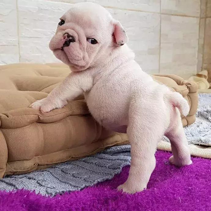 狗子被主人吓尿怎么办,狗子偷吃猪手被发现