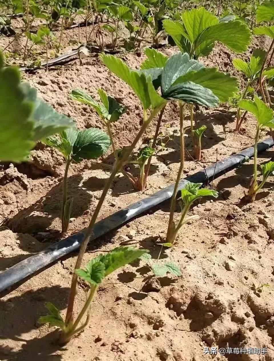 定植前秧苗起苗方法,定植后苗打蔫怎么办