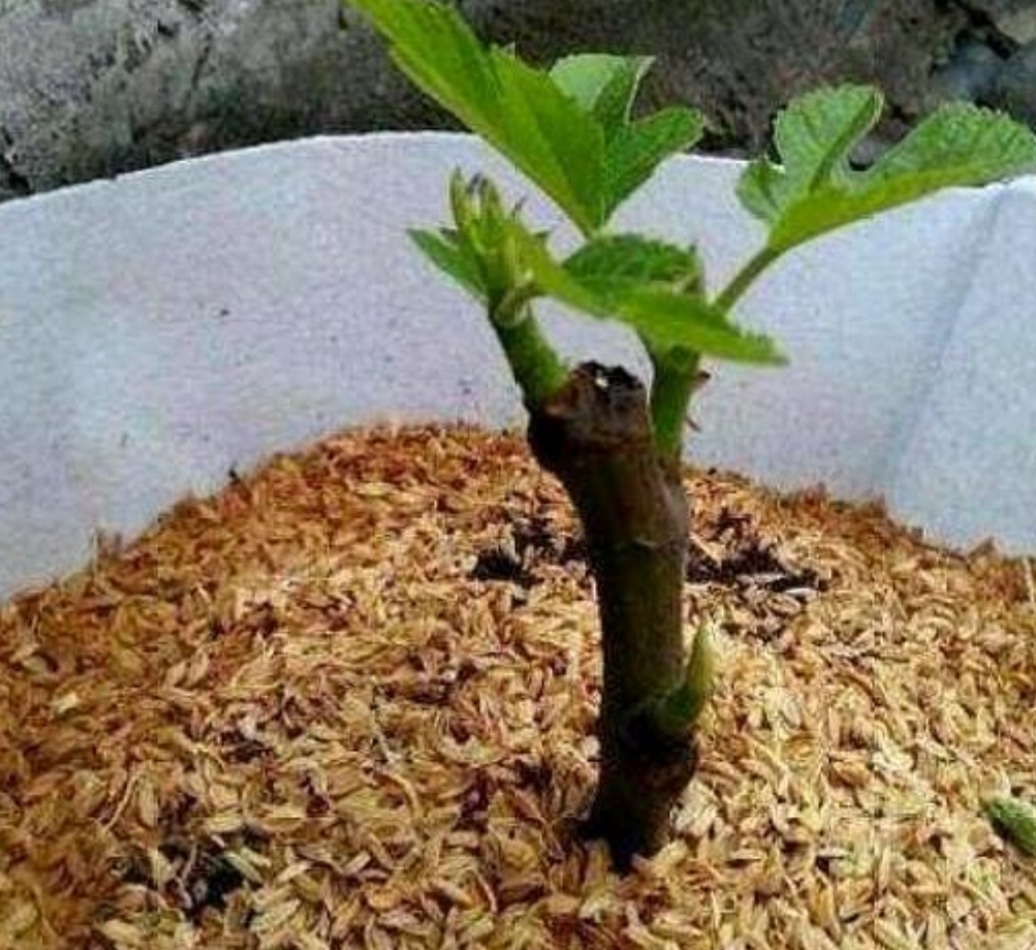 葡萄树冬天发芽了怎么办,葡萄树冬天11月份发芽怎么办