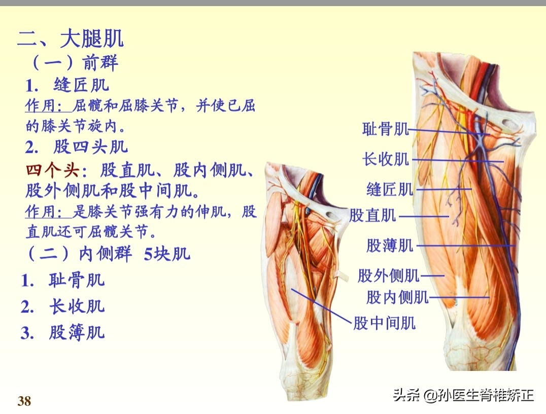 系统解剖学骨学ppt课件,解剖学基本知识ppt课件