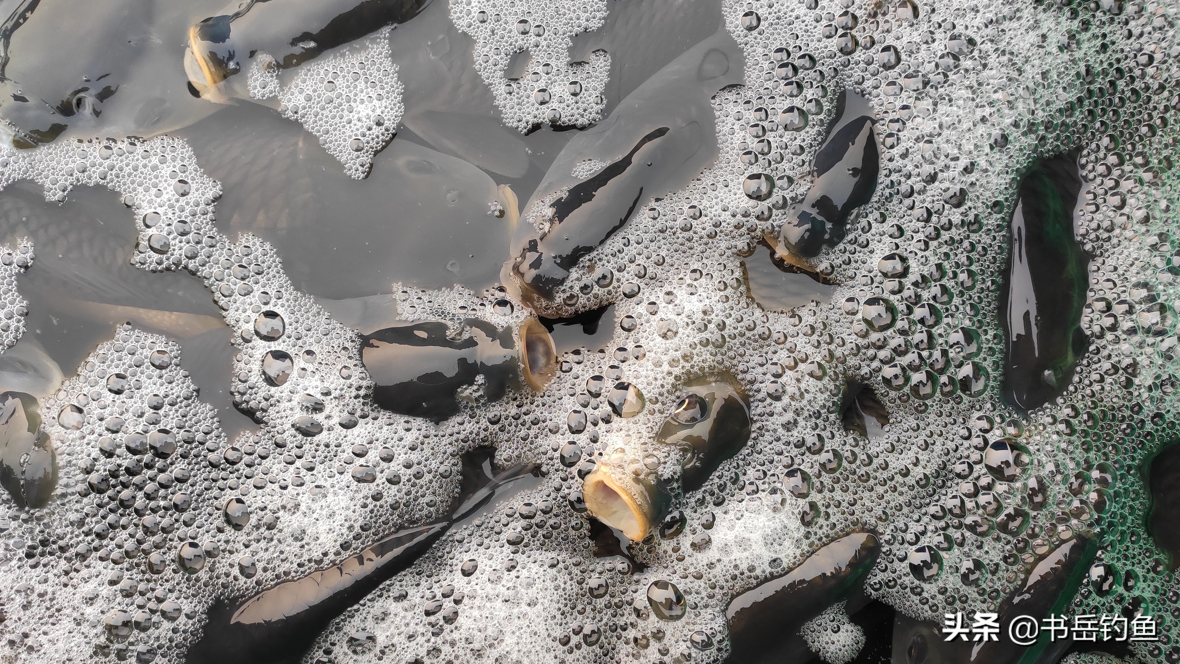 学会绑短子线渔获翻倍,子线长短的正确使用方法