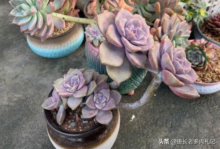 多肉紫蝶老桩,多肉老桩紫雾悬崖桩