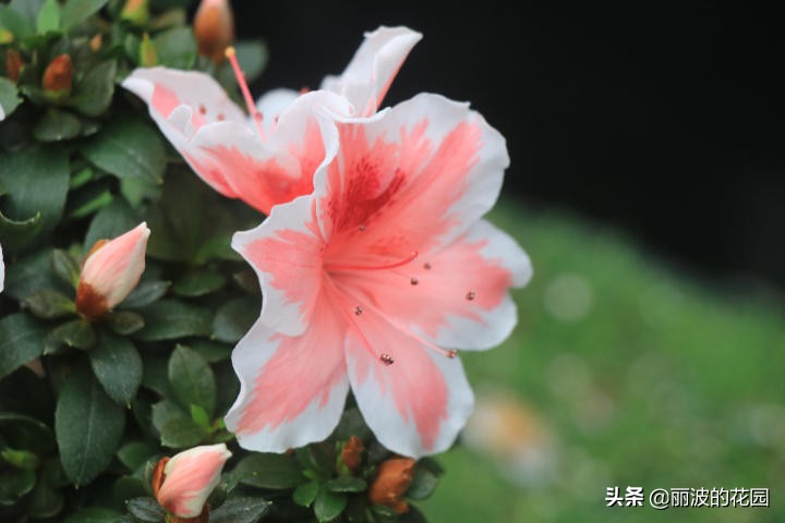 杜鹃花粉心白边,紫色百合杜鹃