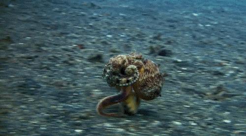 章鱼是最接近外星人的生物吗,章鱼真的能统治世界吗