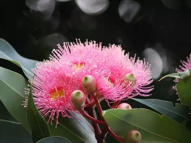 桉树风景图片,西澳桉树花