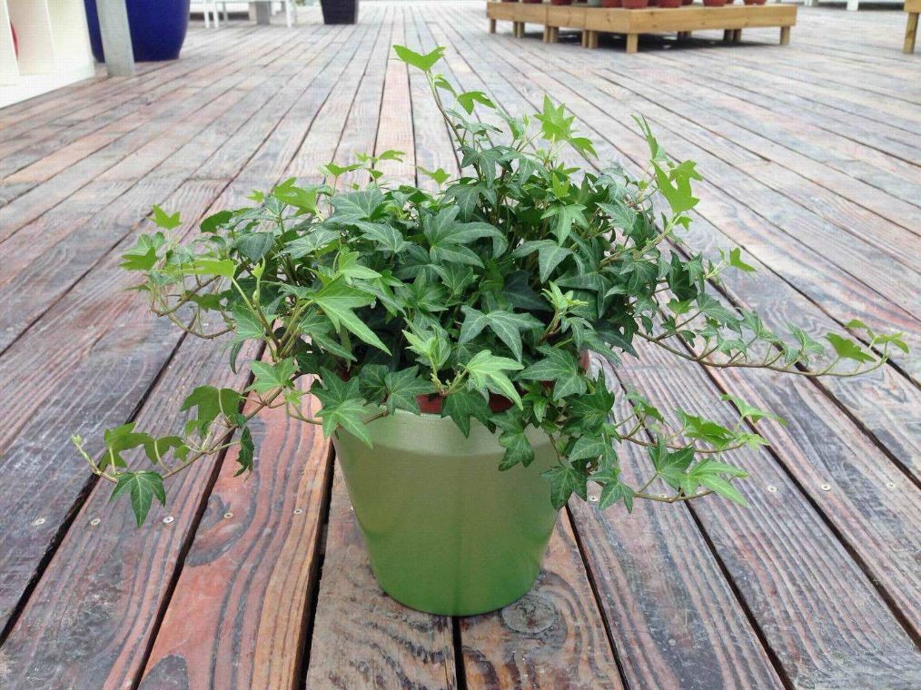 办公室适合吸甲醛的植物,办公室除甲醛的植物哪些最好