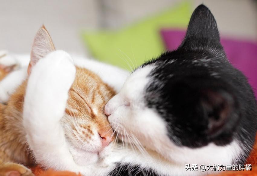 猫咪的八大传言,猫咪的五大未解之谜