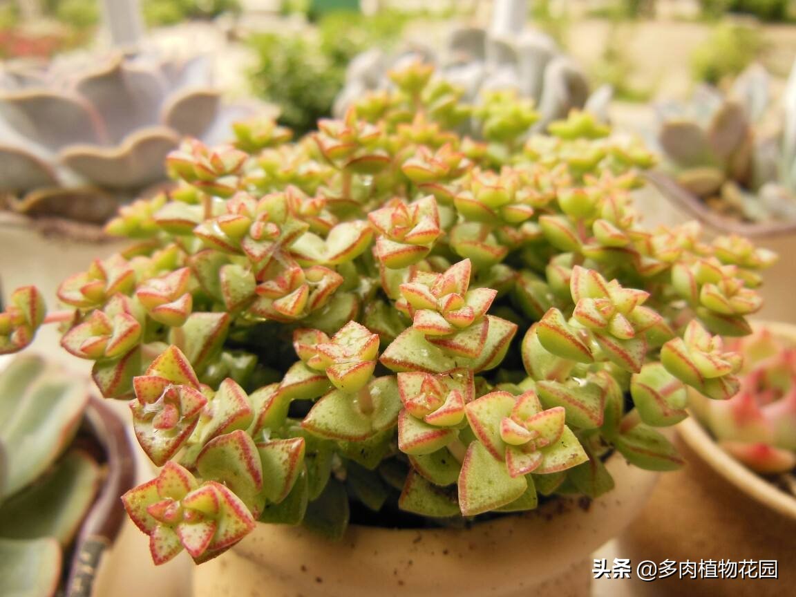 为什么多肉不能浇太多水,多肉为什么可以好几天浇一次水