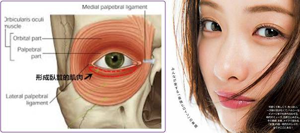 导致衰老的是哪个器官,导致衰老的原因