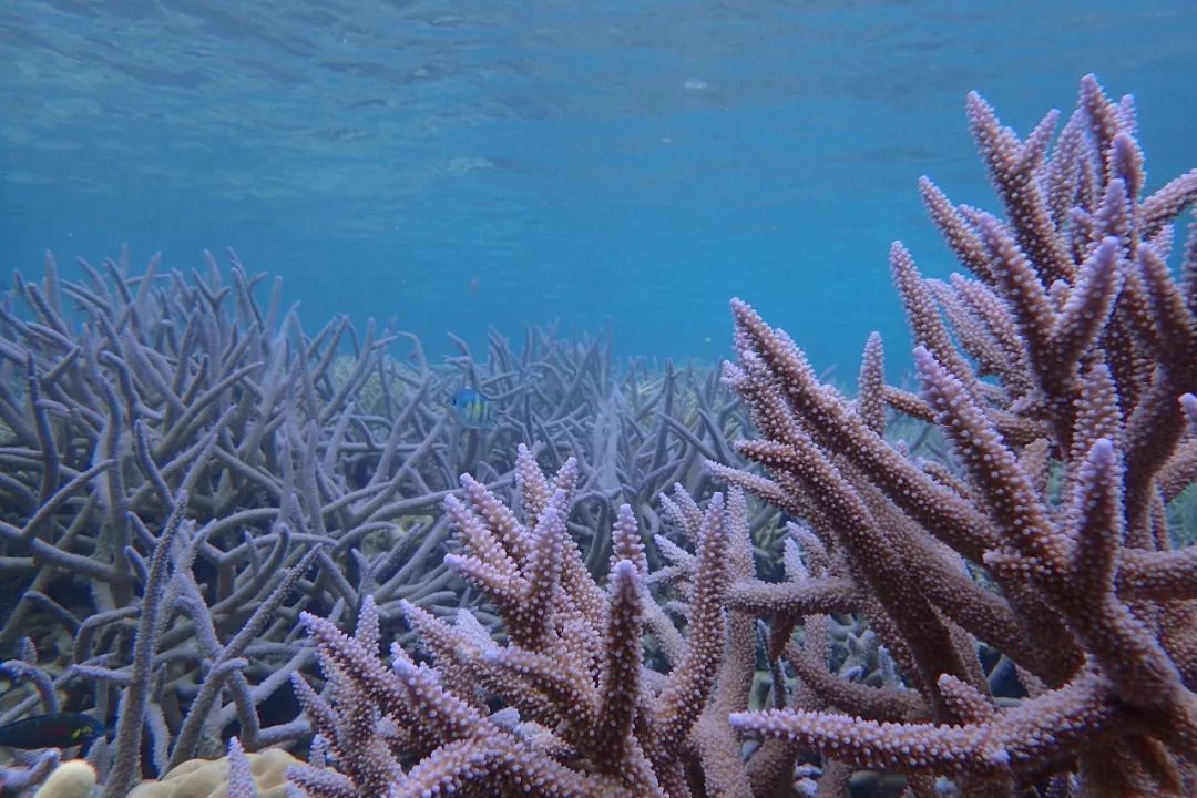 帕劳金色水母,帕劳水母旅行