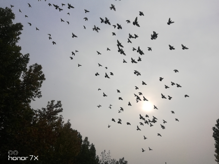 笋因落箨方成竹下一句是什么,笋因落箨方成竹打一生肖