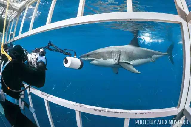 自由潜水怎么玩,潜水20个基本技巧