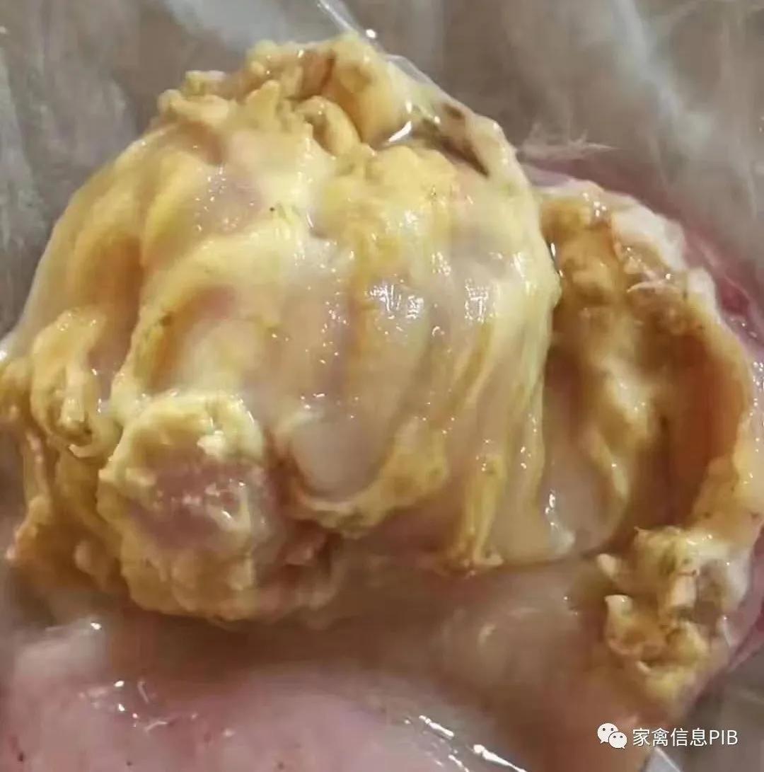 肉鸡腺肌胃炎反复发作怎么治,肉鸡腺肌胃炎引起的症状及原因